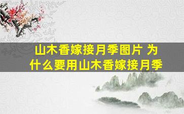 山木香嫁接月季图片 为什么要用山木香嫁接月季